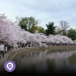 Primavera en DC: La Guía de los Cerezos (y Más Allá)