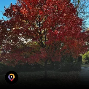 Otoño en el DMV: Follaje, Viñedos y Planes de Estación